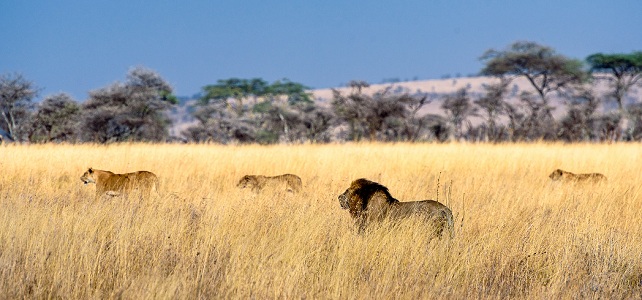 Les populations de lions sauvages se sont effondrées