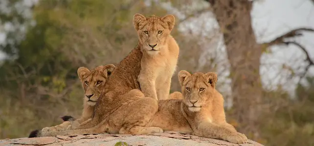 Lions dans le Parc national Kruger