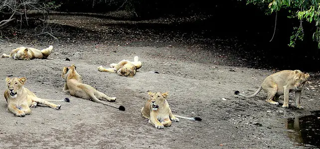 Lions d'Asie dans la forêt de Gir, en Inde