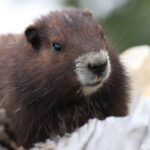 De nouvelles colonies de marmottes découvertes sur l’île de Vancouver