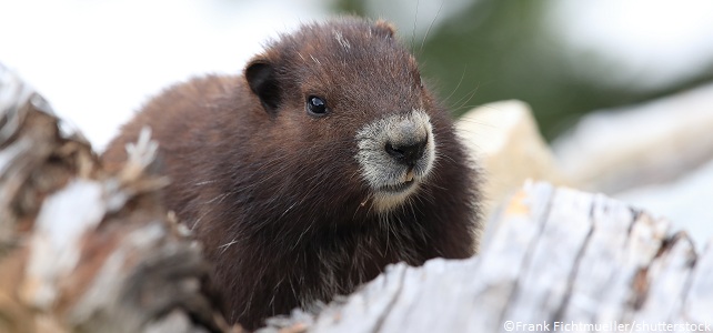 De nouvelles colonies de marmottes de l'île de Vancouver découvertes