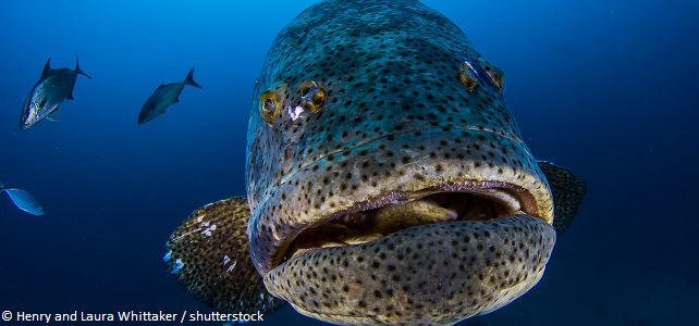 La Floride va-t-elle autoriser la pêche du mérou goliath?