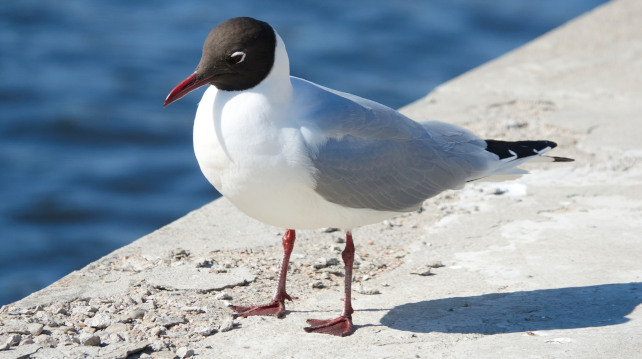 mouette rieuse