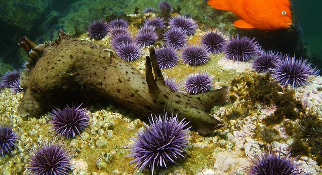 L'oursin violet (Strongylocentrotus purpuratus) pullule en l'absence du soleil de mer