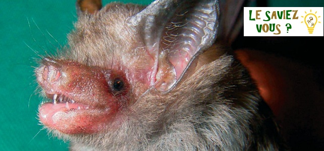 Le plus petit mammifère du monde est cette chauve-souris