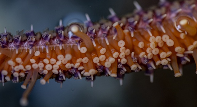 Podia d'une étoile de mer tournesol vus de près