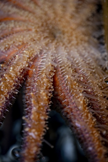 Soleil de mer (ou étoile de mer tournesol) vu du dessous