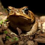 Les crapauds buffles d’Australie deviennent cannibales