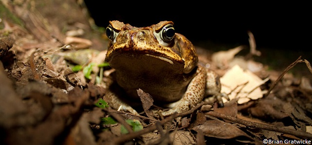 En Australie, les crapauds buffles deviennent cannibales