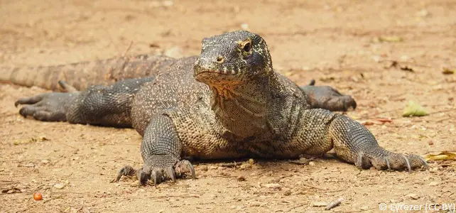 Le dragon de Komodo désormais en danger d'extinction