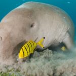 Urgence pour les derniers dugongs de Mayotte