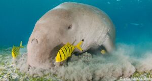Urgence pour les derniers dugongs de Mayotte