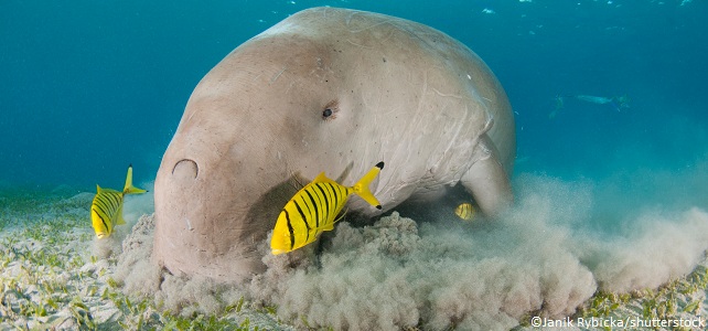 Urgence pour les derniers dugongs de Mayotte