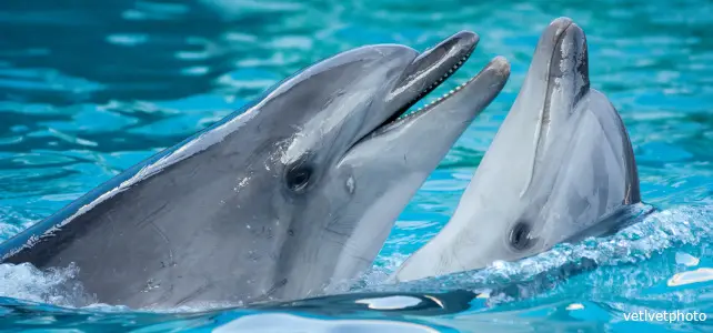 des dauphins dans piscine