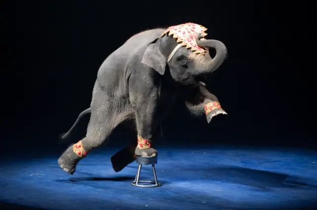 elephant dans un cirque