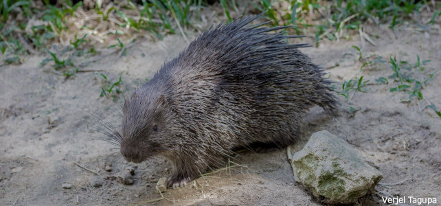 Hystrix pumila