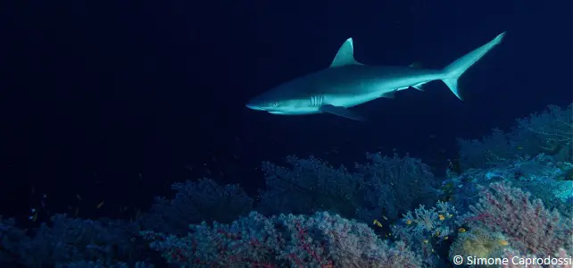 37% des raies et des requins menacés d'extinction