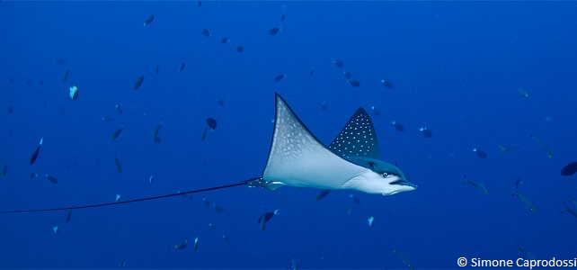 Mise à jour de l'UICN : raies et requins encore plus menacés