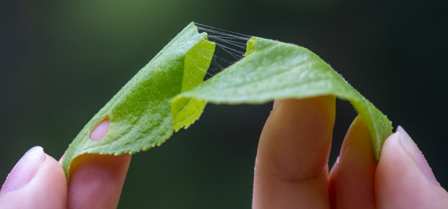 Eucommia ulmoides feuille