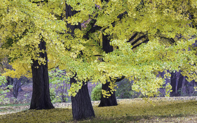 arbre aux quarante écus