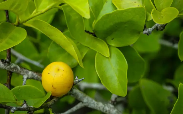 fruit du Ximenia americana