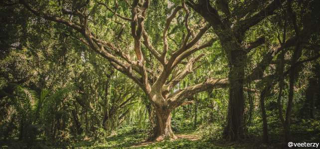 foret et arbre