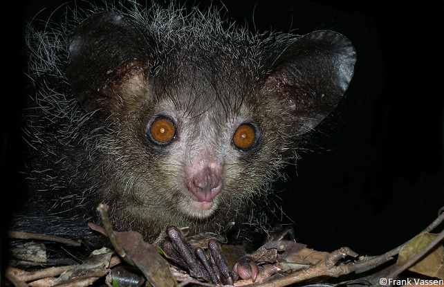 Aye-aye (Daubentonia madagascariensis)