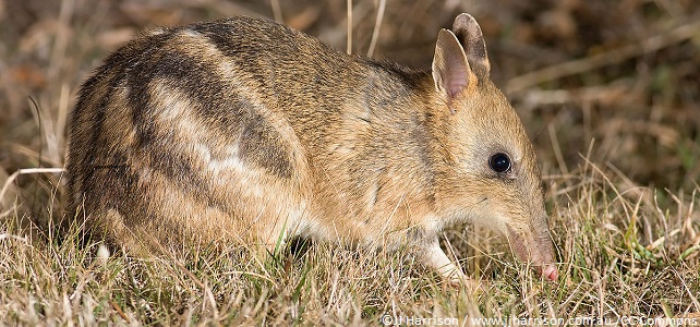 Le bandicoot rayé de l'Est s'éloigne de l'extinction