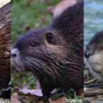 Castor, ragondin et rat musqué : les principales différences