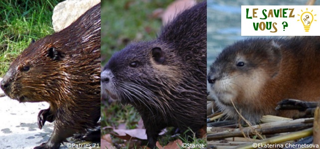 Différencier castor, ragondin et rat musqué