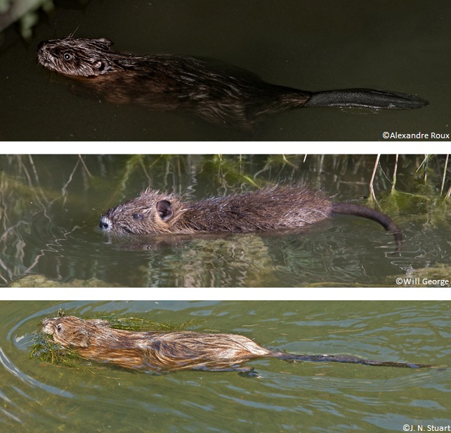 Reconnaître castor, ragondin et rat musqué dans l'eau