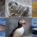 Dans la baie de Saint-Brieuc, les animaux sous le joug de l’éolien marin