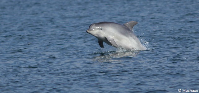 Grand dauphin (Tursiops truncatus)