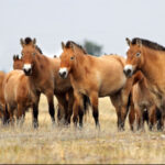 Le cheval de Przewalski