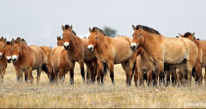 groupe de chevaux menacés