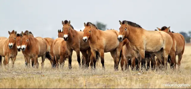 groupe de chevaux menacés