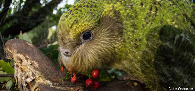 Kākāpō Hugh feeds on supplejack/kareao berries