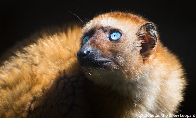 Lémur aux yeux turquoise