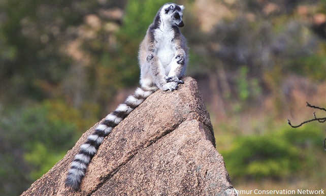 Maki catta (Lemur catta)