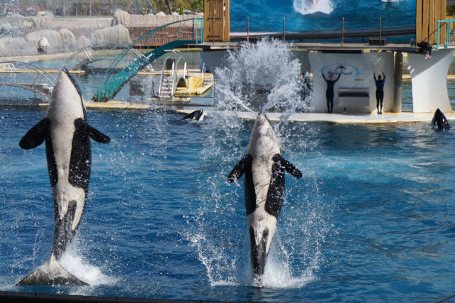 orque marineland