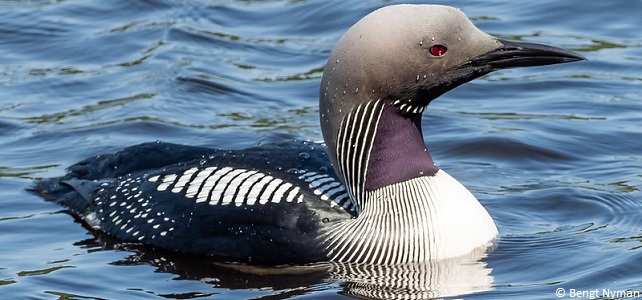 Plongeon arctique (Gavia arctica)