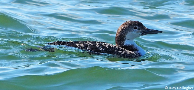 Plongeon imbrin (Gavia immer)