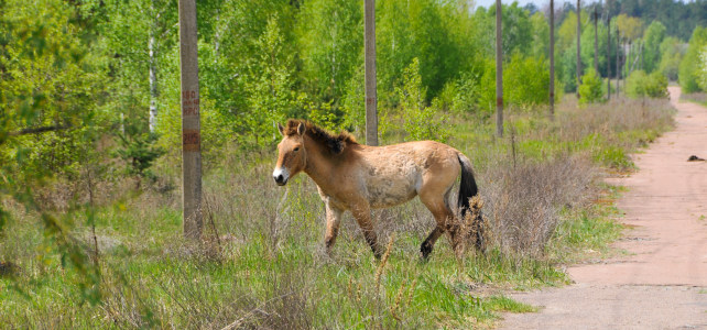 Przewalski Tchernobyl