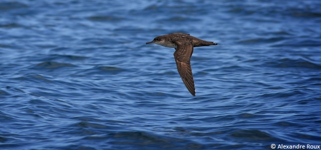 Puffin des Baléares (Puffinus mauretanicus)