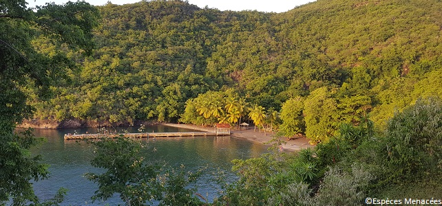 Anse Noire, en Martinique