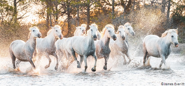 Camargue, réserve de biosphère