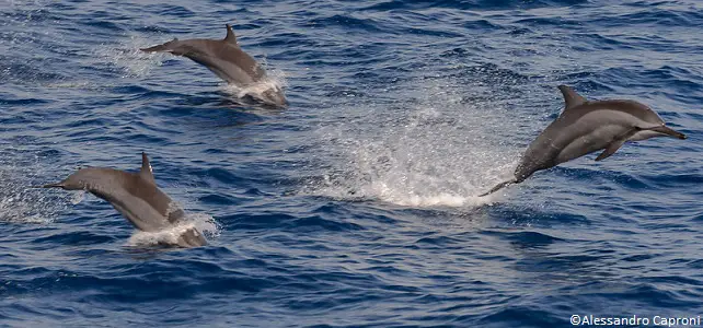 Les dauphins vivent dans de plus grands groupes que les marsouins