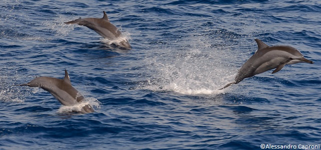 Les dauphins vivent dans de plus grands groupes que les marsouins