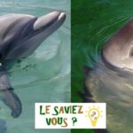 Dauphins ou marsouins : les principales différences