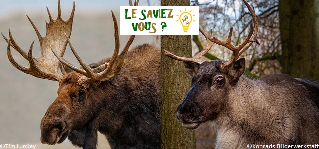 Elan, renne, caribou ou orignal, quelles différences ?